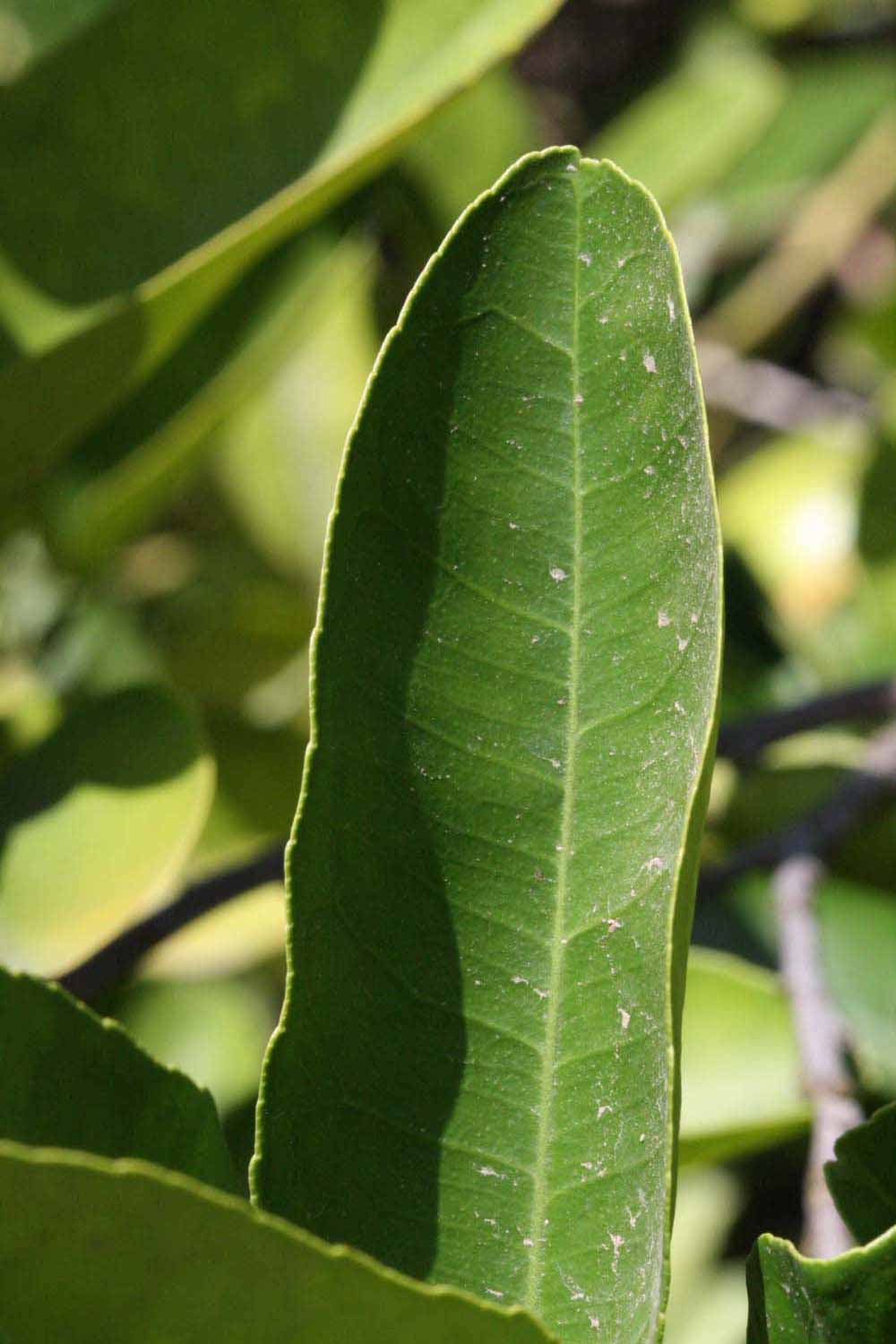              Margin (Riverside, CA)       